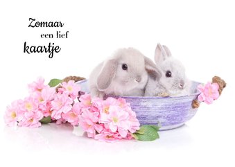 Dierenkaart - Schattige Konijntjes