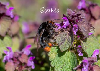 Dierenkaart sterkte met prachtige paarse bloemen mooie bij