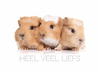 Dierenkaart veel liefs van cavia's