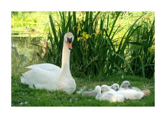 Dierenkaart Zwaantjes in gras