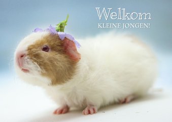 Felicitatie kaart met cavia voor de geboorte van een jongen