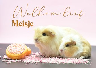 Felicitatie kaart moeder cavia met baby