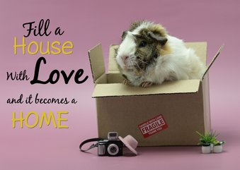 Felicitatiekaart cavia in verhuisdoos met mooie tekst