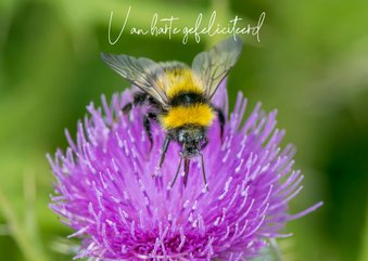 Felicitatiekaart met een vrolijke paarse bloem en een bij