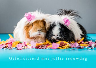 Felicitatiekaart trouwdag cavia's 