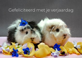 Felicitatiekaart verjaardag cavia's