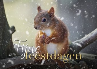 Fotokaart kerst eekhoorntje met sneeuw