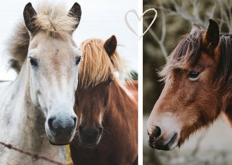 Fotokaart liggend met 2 foto's