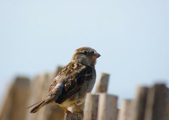 Fotokaart van een musje op een hek