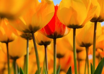 Gele tulpen in bloei