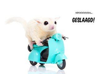 Geslaagd | Rijbewijs | Vrooom de snelle sugar glider