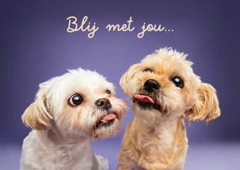 Grappige kaart met kussende hondjes