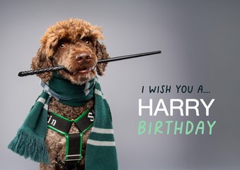 Grappige leuke, verjaardagskaart van hond in toverpakje