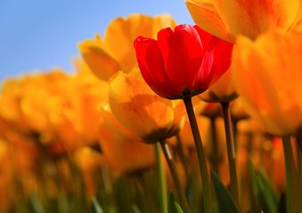 Hollandse tulpen in volle bloei