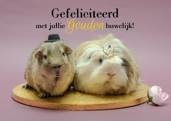 Huwelijksjubileum felicitatiekaart met cavia koppel