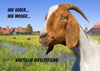 Jarig humor met geit