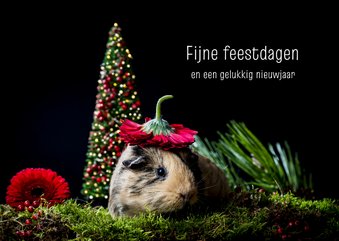 Kerstkaart cavia met kerstboom en bloem als kerstmuts