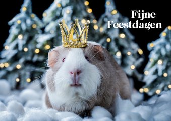 Kerstkaart cavia met kroontje