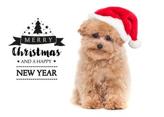 Kerstkaart hond Toy Poodle met kerstmuts