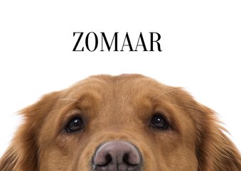 KNGF Geleidehond dierenkaart als je het niet verwacht