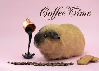 Kopje koffie cavia wenskaart