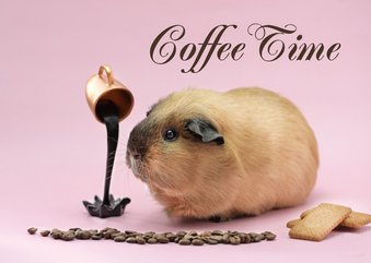 Kopje koffie cavia wenskaart