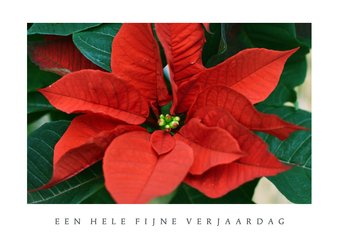 Moderne verjaardagskaart met natuurfoto van kerstster plant