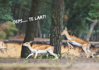 Oeps... rennende herten in het bos