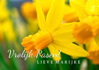 Paaskaartje narcissen