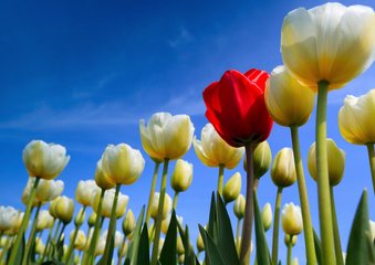 Prachtige Hollandse tulpen