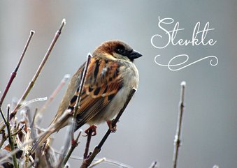 Sterkte kaart foto vogel