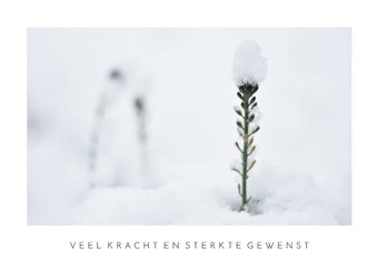 Sterkte kaart met natuurfoto van plantje in de sneeuw 