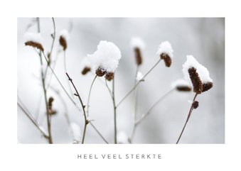 Sterkte kaart winterse natuur foto van planten in sneeuw