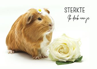 Sterkte kaartje met lieve cavia 