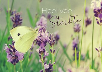 Sterkte - Koolwitje op lavendel