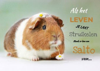 Sterktekaartje als het leven je laat struikelen cavia