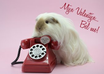 Valentijns kaart cavia met telefoon