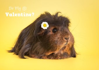 Valentijnskaart met cavia en madeliefje