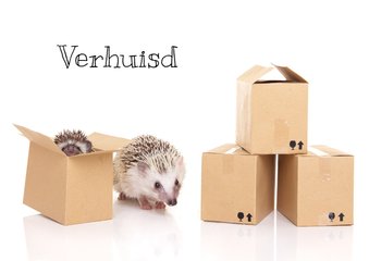 Verhuiskaart | Egeltjes in verhuisdoosjes