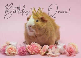 Verjaardagskaart cavia als 'Birthday Queen'