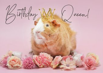 Verjaardagskaart cavia als 'Birthday Queen'