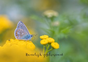 Verjaardagskaart vlinder op gele bloemen