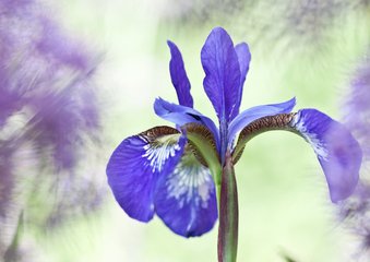 Verscholen Iris