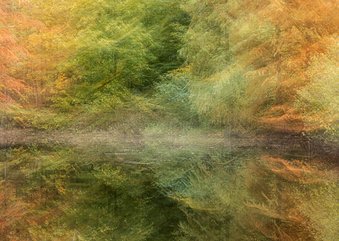 Wenskaart bewegend herfstbos