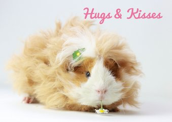 Wenskaart cavia hugs & kisses