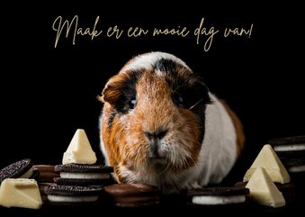 Wenskaart chocolade cavia