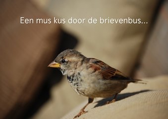 Wenskaart een mus kus door de brievenbus
