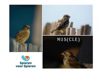 Wenskaart foto mus(cle)