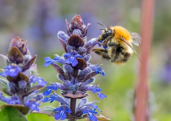 Wenskaart foto van paarse bloemen en een oranje hommel