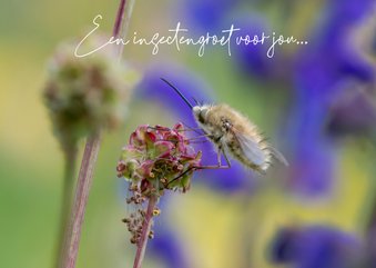 Wenskaart met een mooi insect en fleurige achtergrond